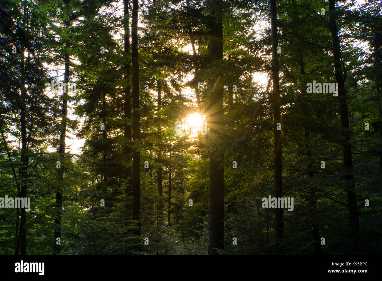Sunset in the black forest Germany between beautiful conifers in autumn ...