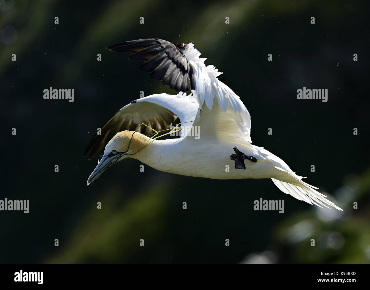 Wild Northern gannet seabird, imaged in flight showing close feather detail, eye and head. Bird nesting at England. UK Stock Photo