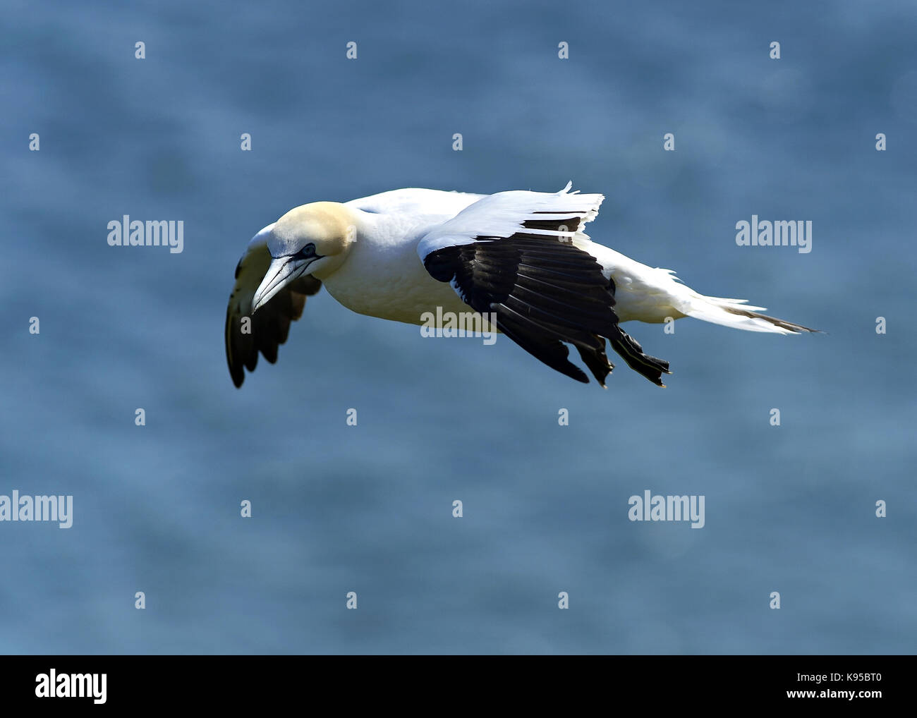 Wild Northern gannet seabird, imaged in flight showing close feather detail, eye and head. Bird nesting at England. UK Stock Photo