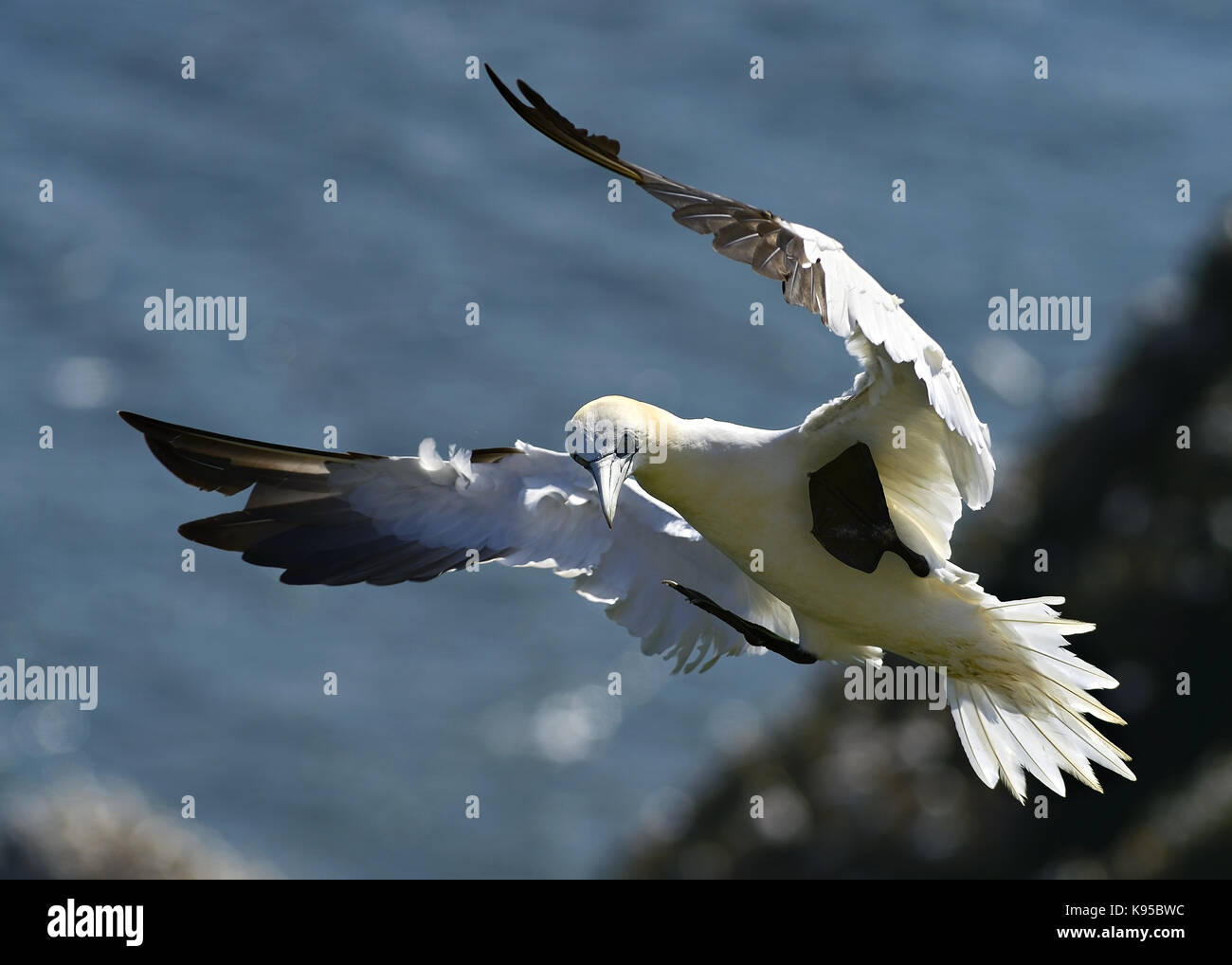 Wild Northern gannet seabird, imaged in flight showing close feather detail, eye and head. Bird nesting at England. UK Stock Photo