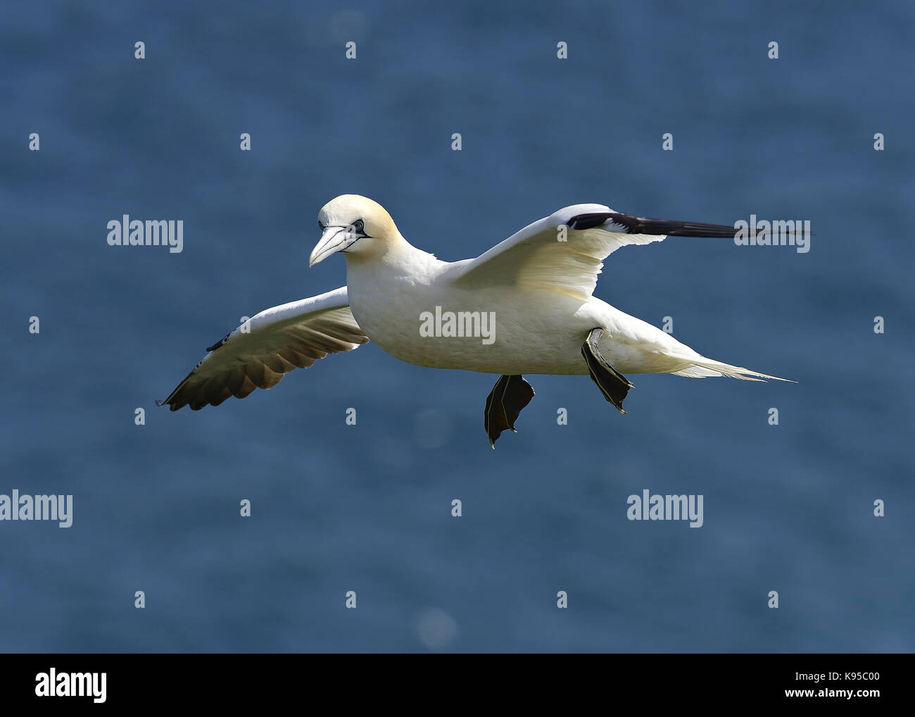 Wild Northern gannet seabird, imaged in flight showing close feather detail, eye and head. Bird nesting at England. UK Stock Photo