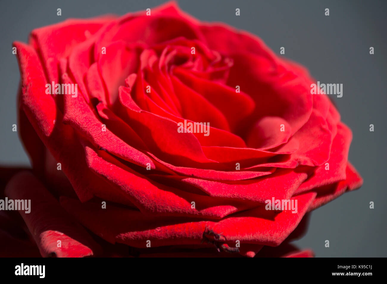 Red rose with a dark background Stock Photo
