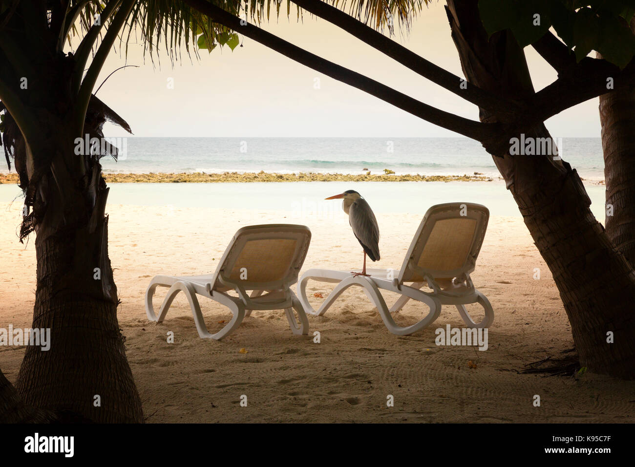 Grey Heron on the beach, Rasdhoo Atoll, the Maldives, Asia Stock Photo