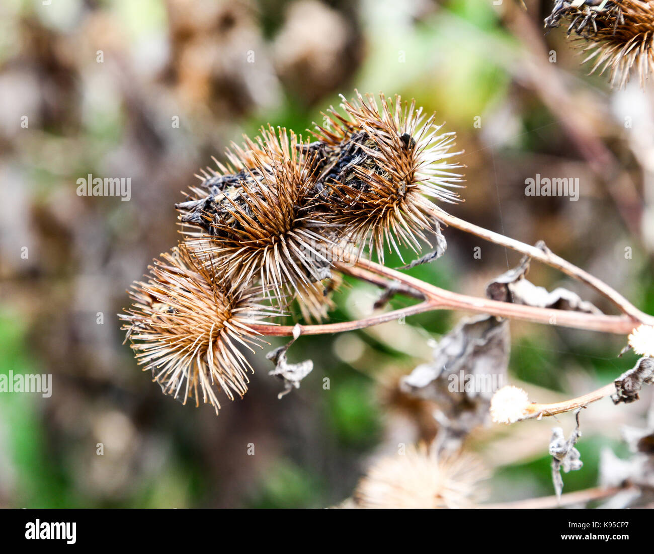Spiked Seed heads or Burs or Burrs of an Arctium or Burdock plant Stock Photo