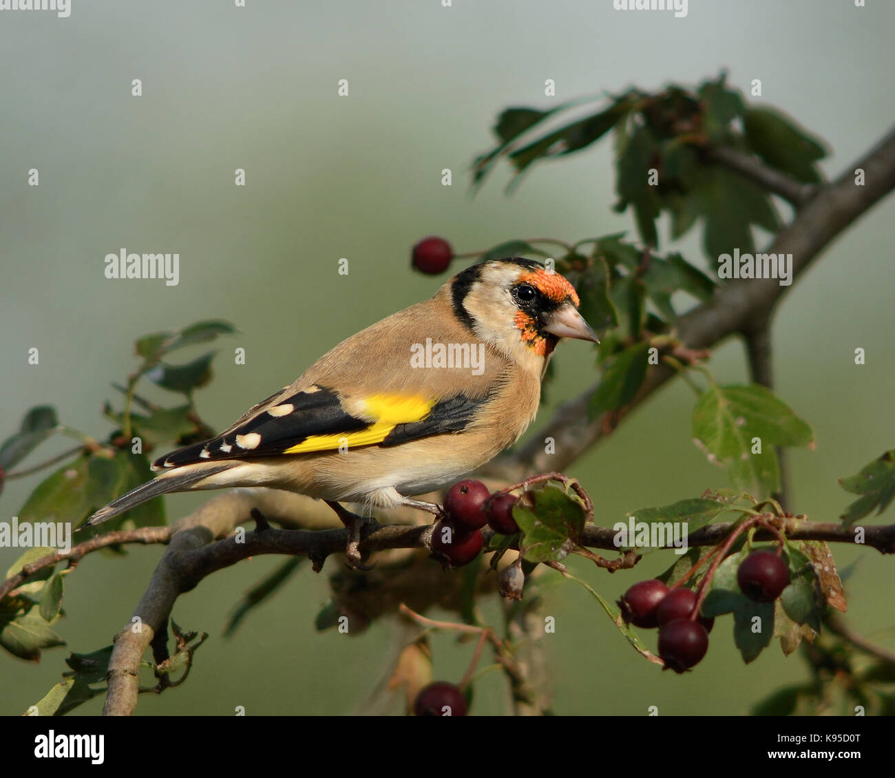 European goldfinch common garden bird pictured in a natural dappled sunlight light in England UK on hawthorn tree, with berries Stock Photo