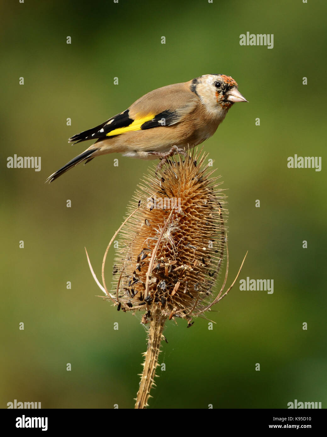 European goldfinch common garden bird pictured in a natural dappled sunlight light in England UK on classic teasel head Stock Photo