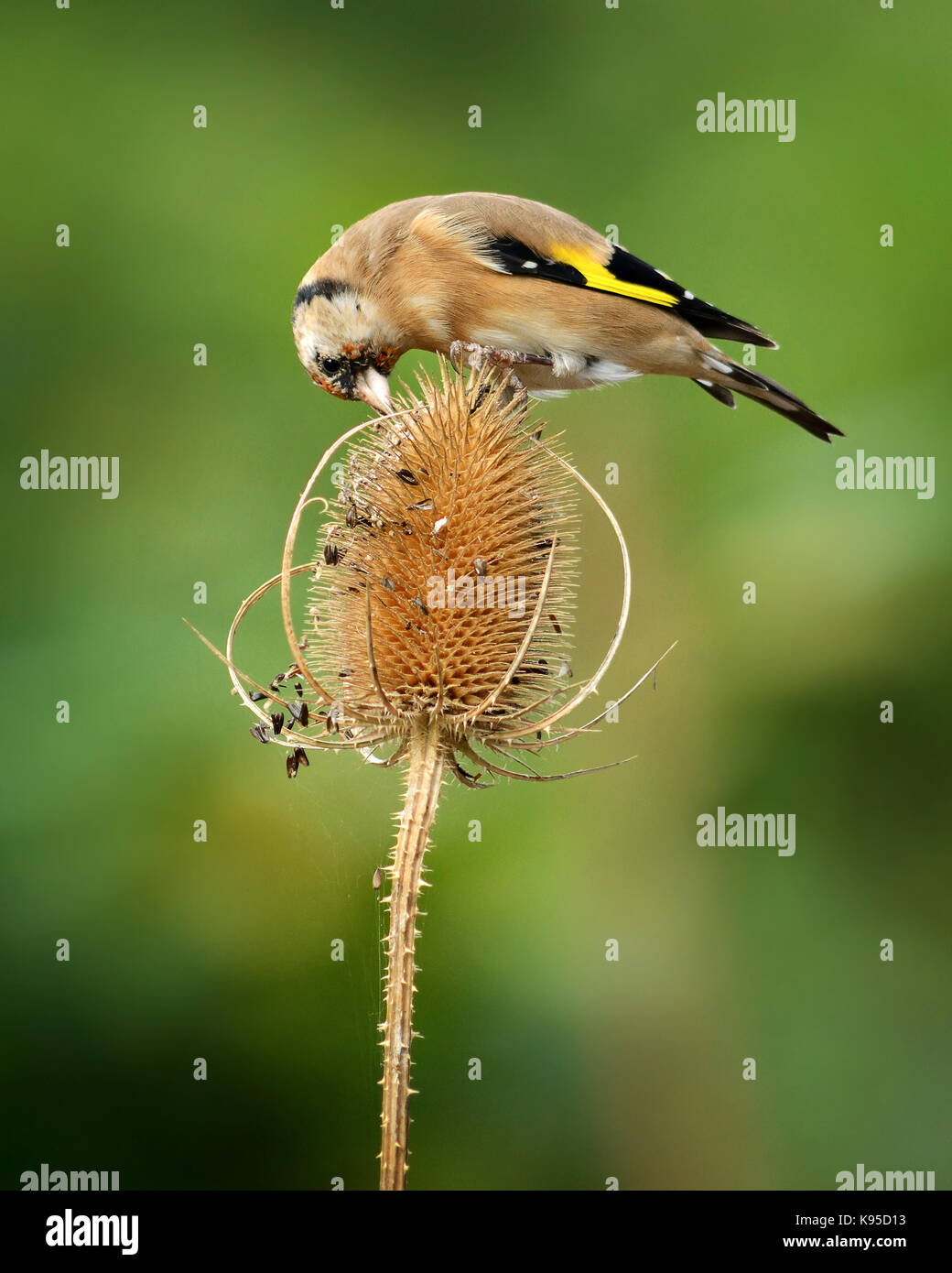 European goldfinch common garden bird pictured in a natural dappled sunlight light in England UK on classic teasel head Stock Photo