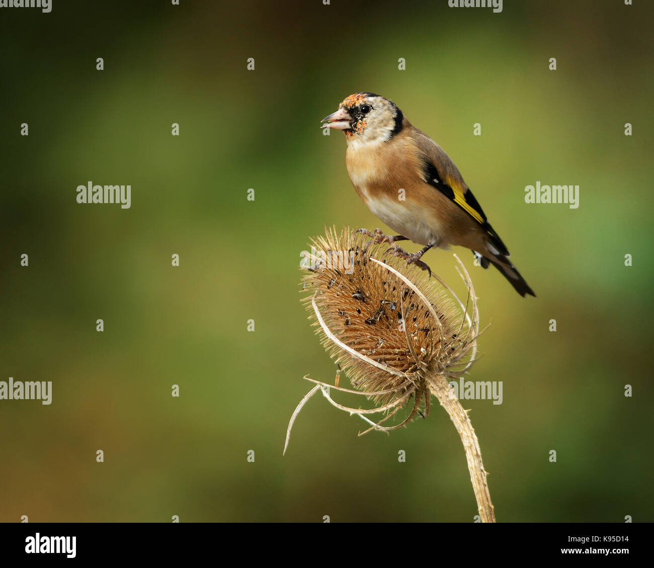 European goldfinch common garden bird pictured in a natural dappled sunlight light in England UK on classic teasel head Stock Photo