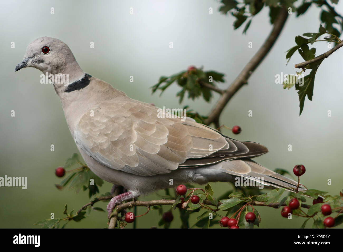 Garden bird - Eurasian collared dove, perched in a hawthorn tree Stock Photo