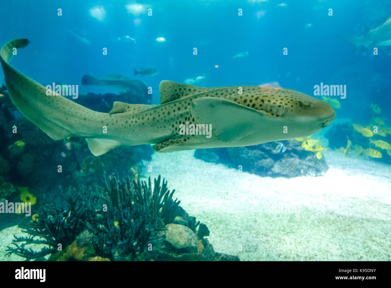 Leopard shark underwater Stock Photo