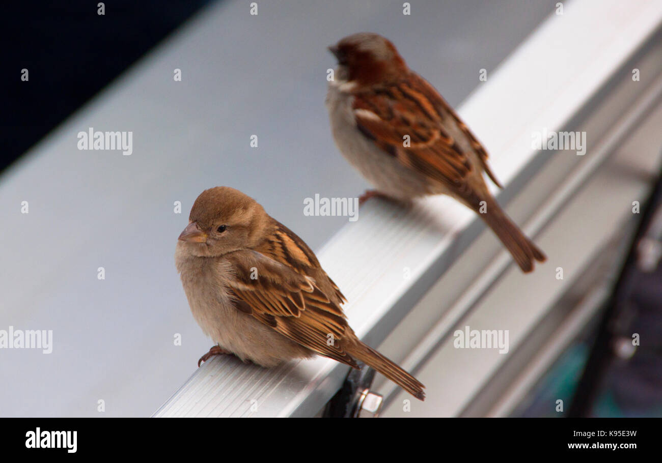 Sparrows in the city Stock Photo