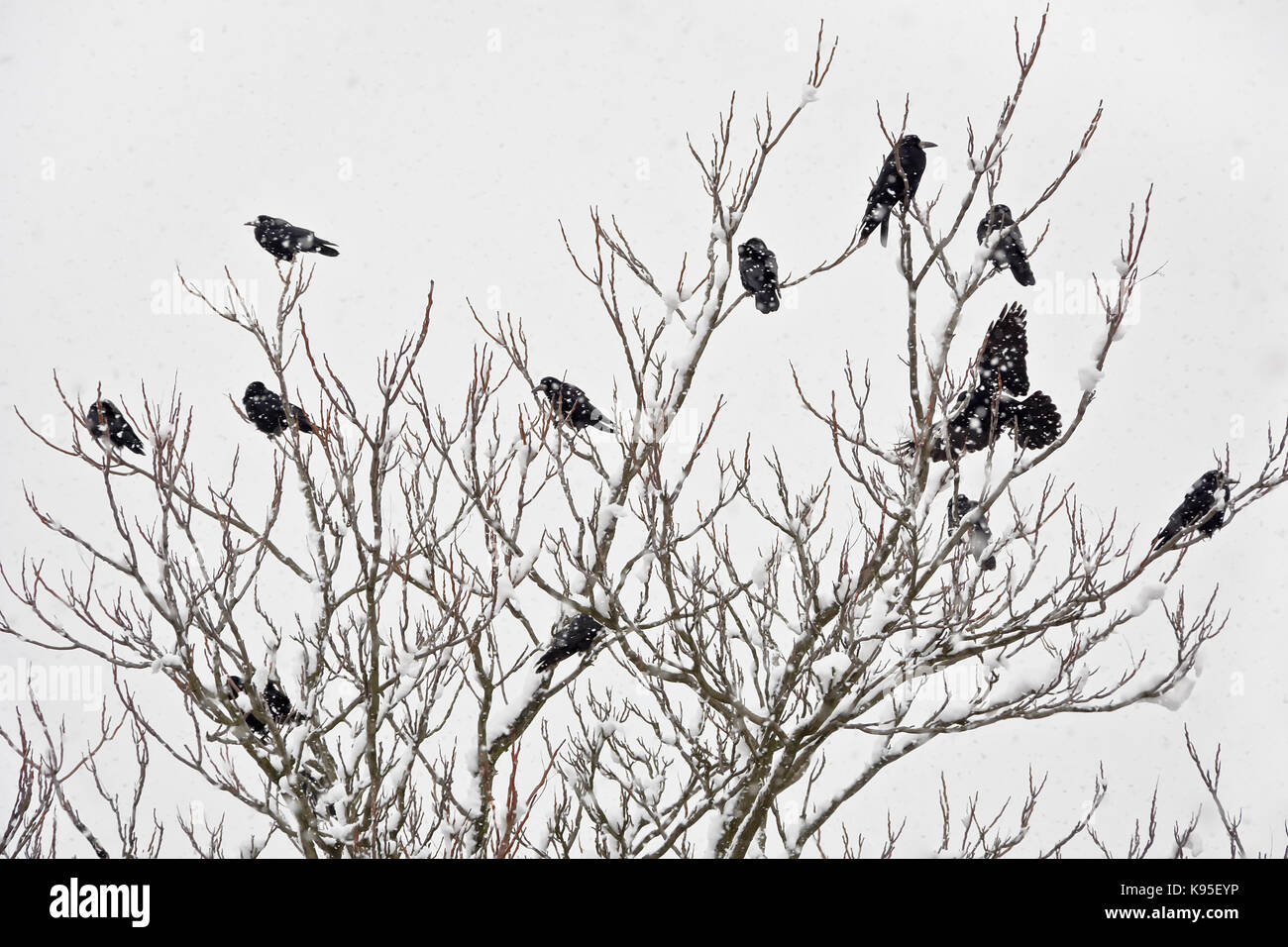 A flock of rooks sitting on a tree in winter Stock Photo - Alamy