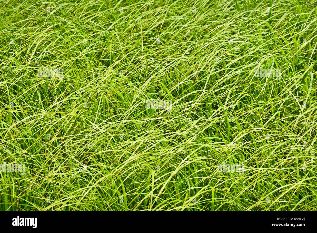 High matted grass on the swampy meadow Fresh summer tall grass on a boggy meadow Stock Photo