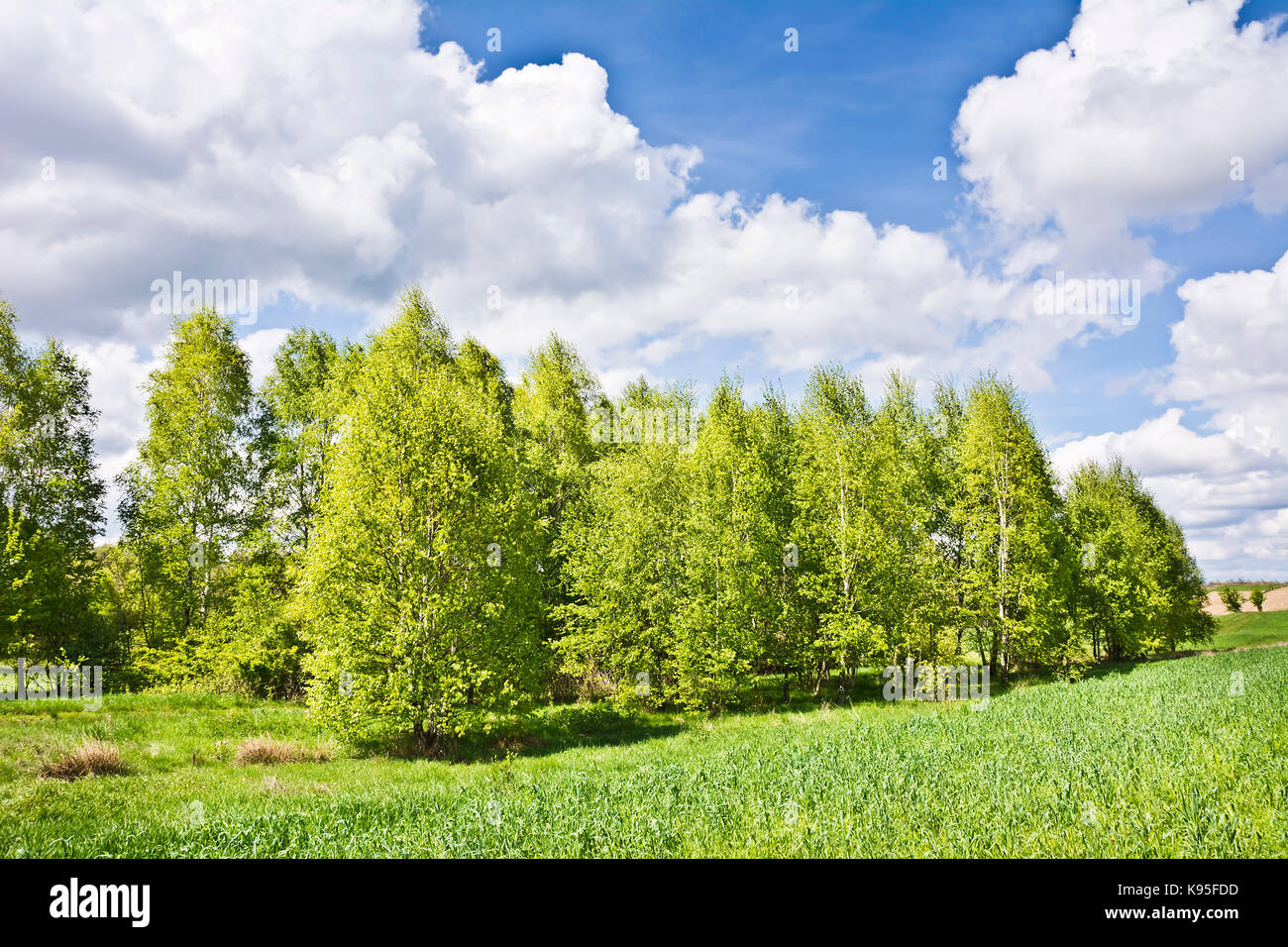 Beautiful landscape with birches and white clouds on blue sky. Lush ...