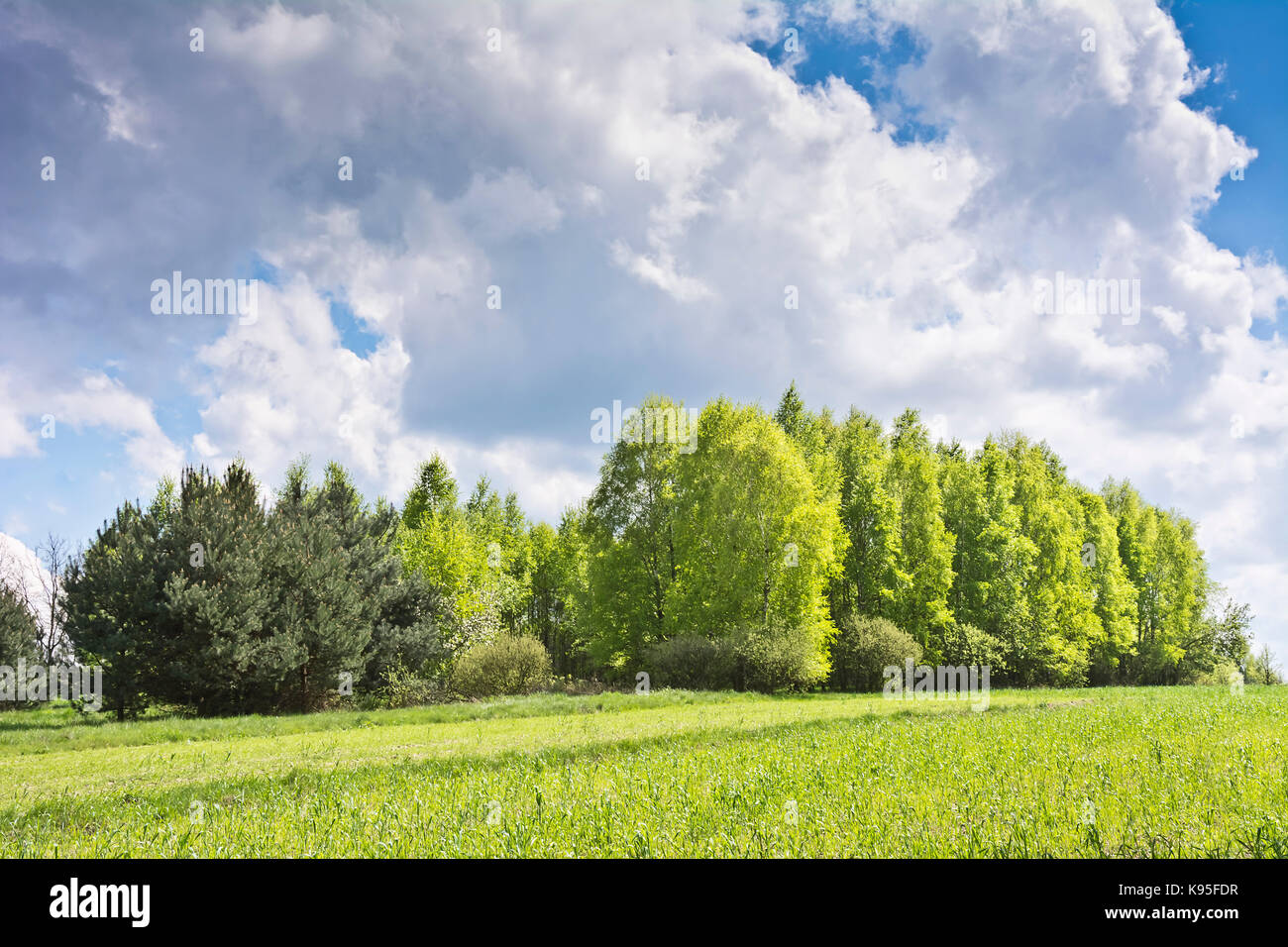 Beautiful landscape with birches and white clouds on blue sky. Lush ...