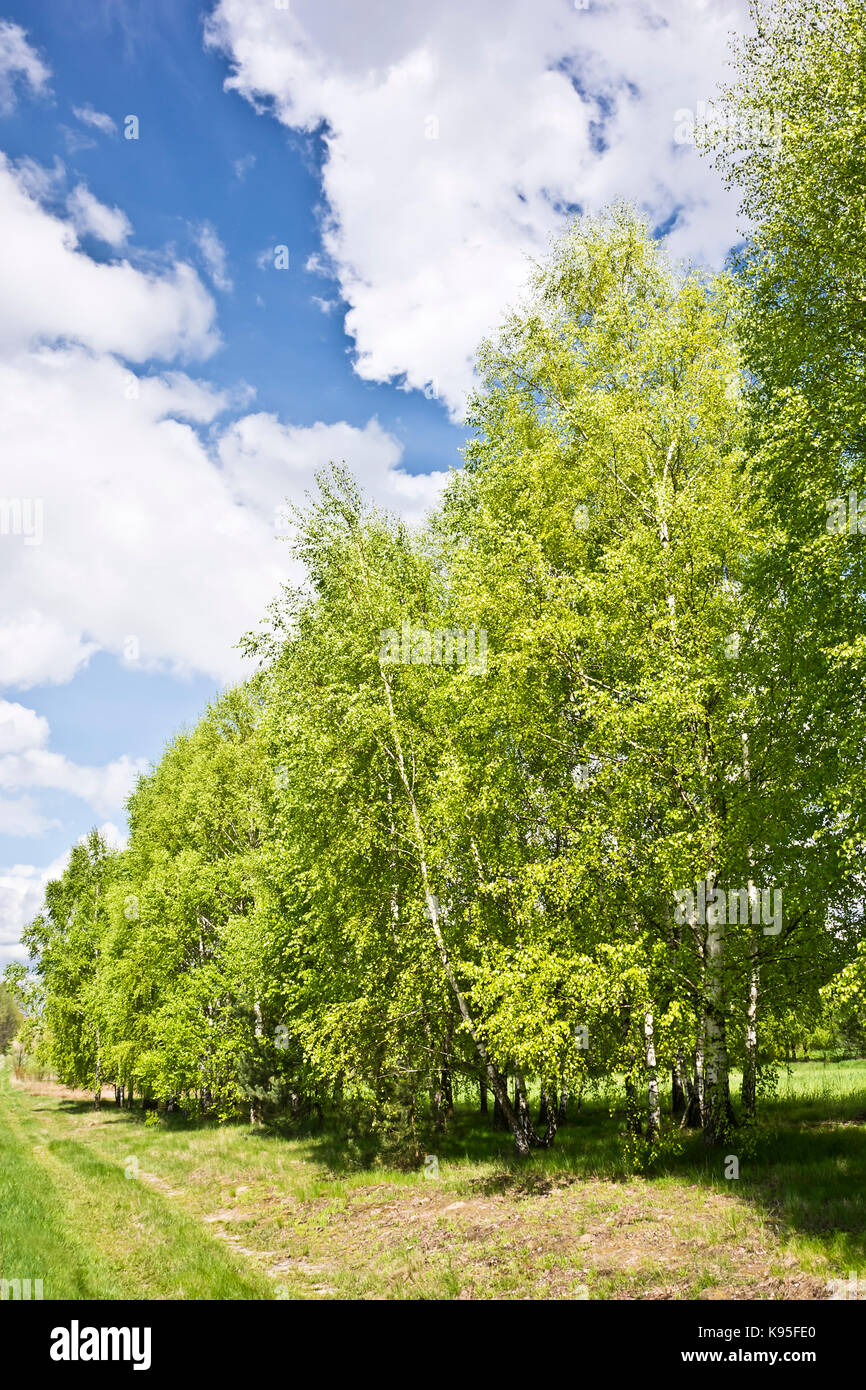 Beautiful landscape with birches and white clouds on blue sky. Lush ...