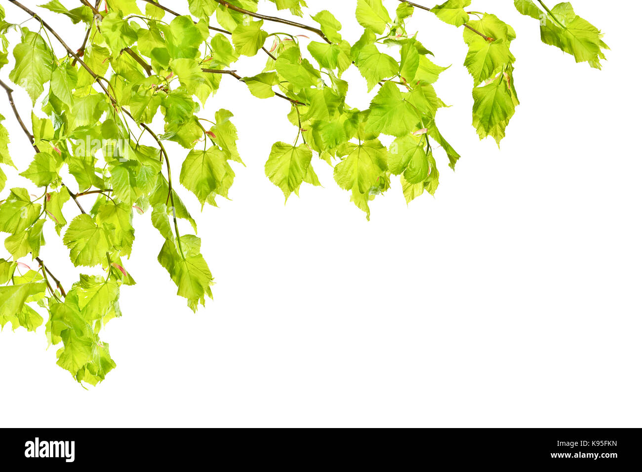 Young spring linden twigs with leaves on a white background Stock Photo