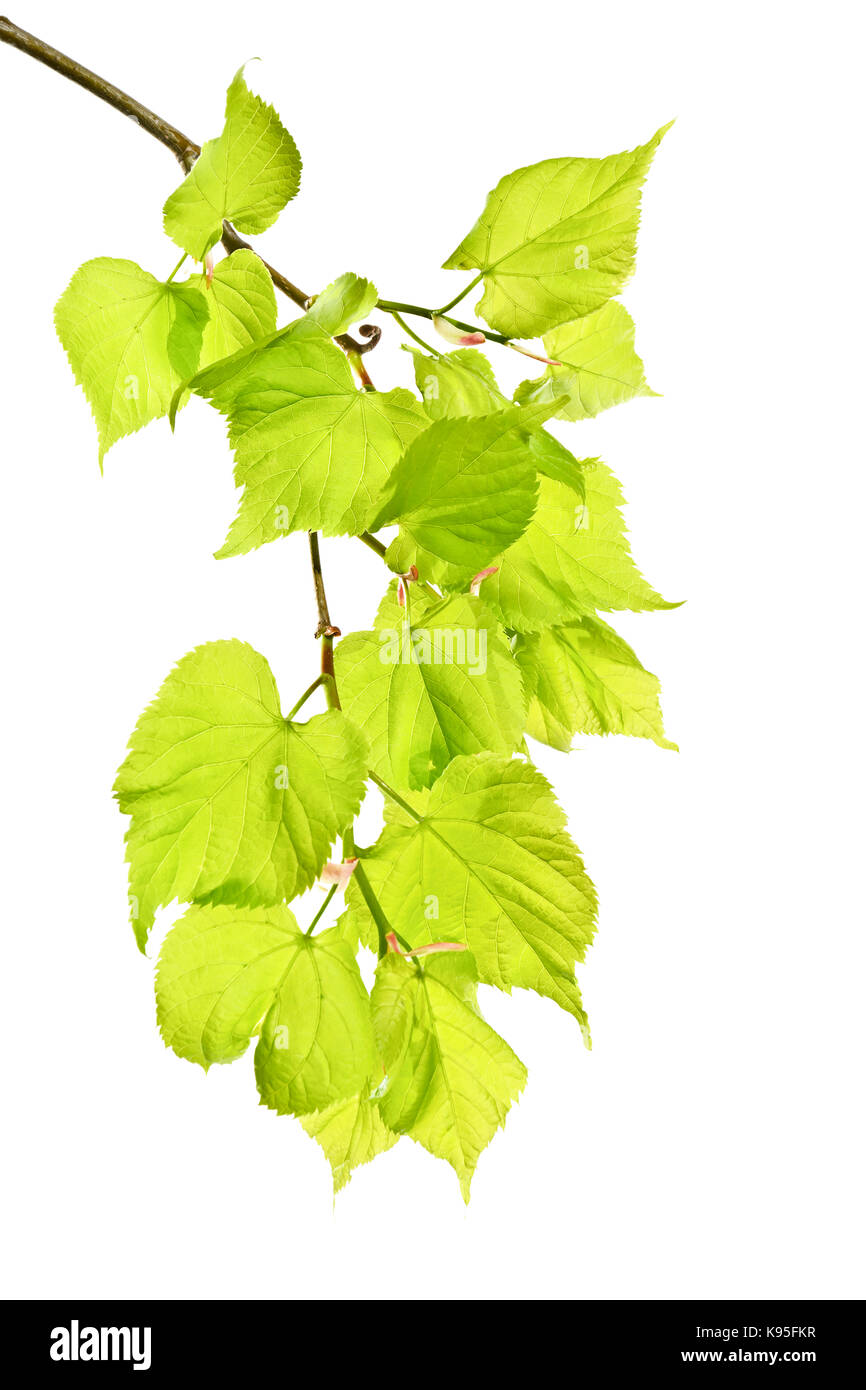 Young spring linden twigs with leaves on a white background Stock Photo
