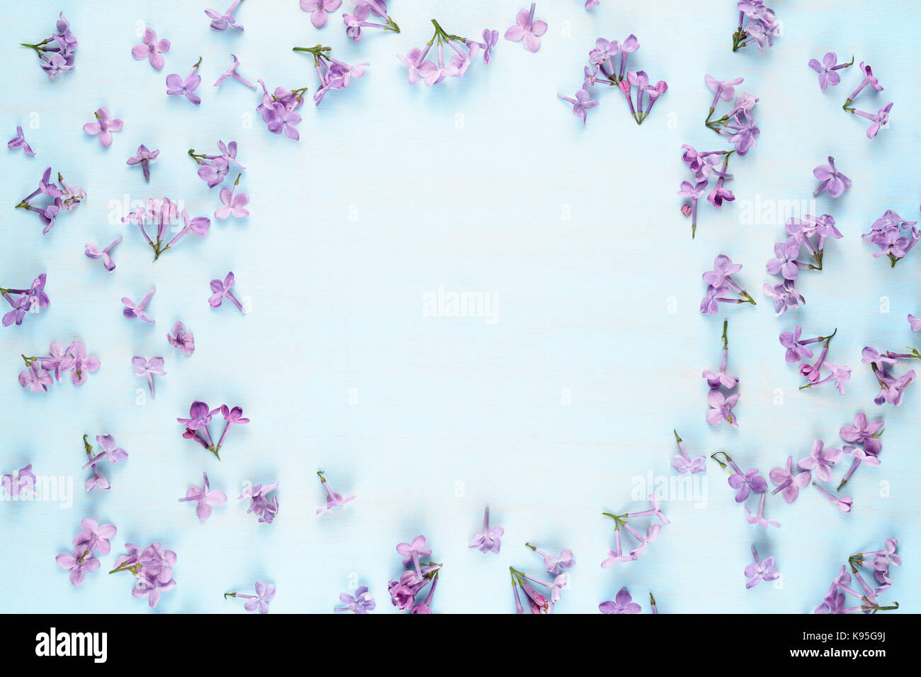 Lilac flowers on blue background Stock Photo - Alamy