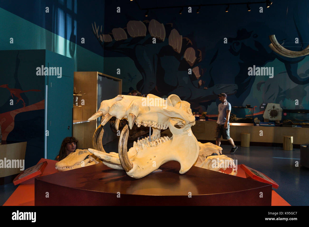 Dinosaur skull display at Telus, World of Science, Vancouver, British Columbia, Canada Stock Photo