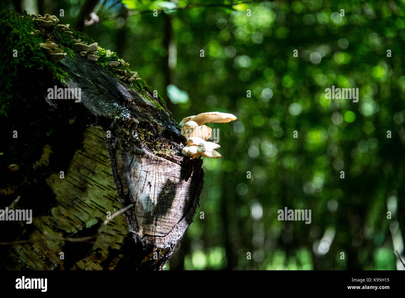 White mushrooms growing on a tree stump Stock Photo - Alamy