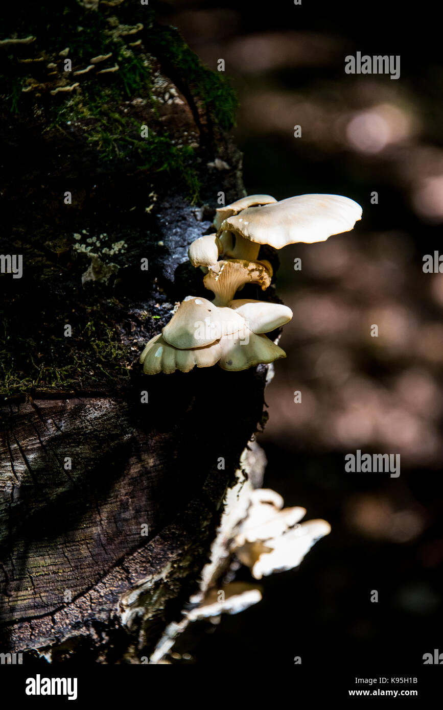 White mushrooms growing on a tree stump Stock Photo - Alamy