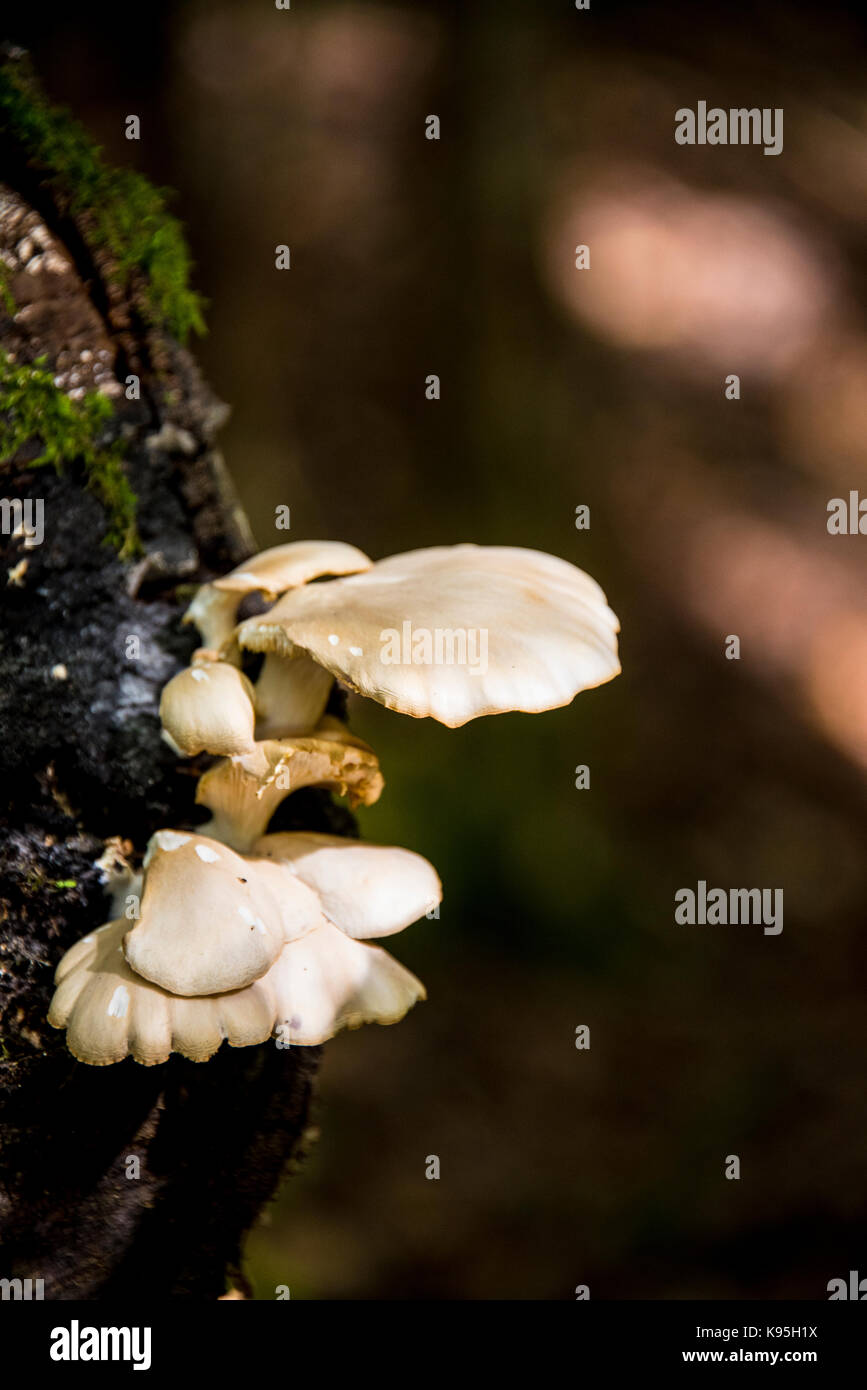 White mushrooms growing on a tree stump Stock Photo - Alamy
