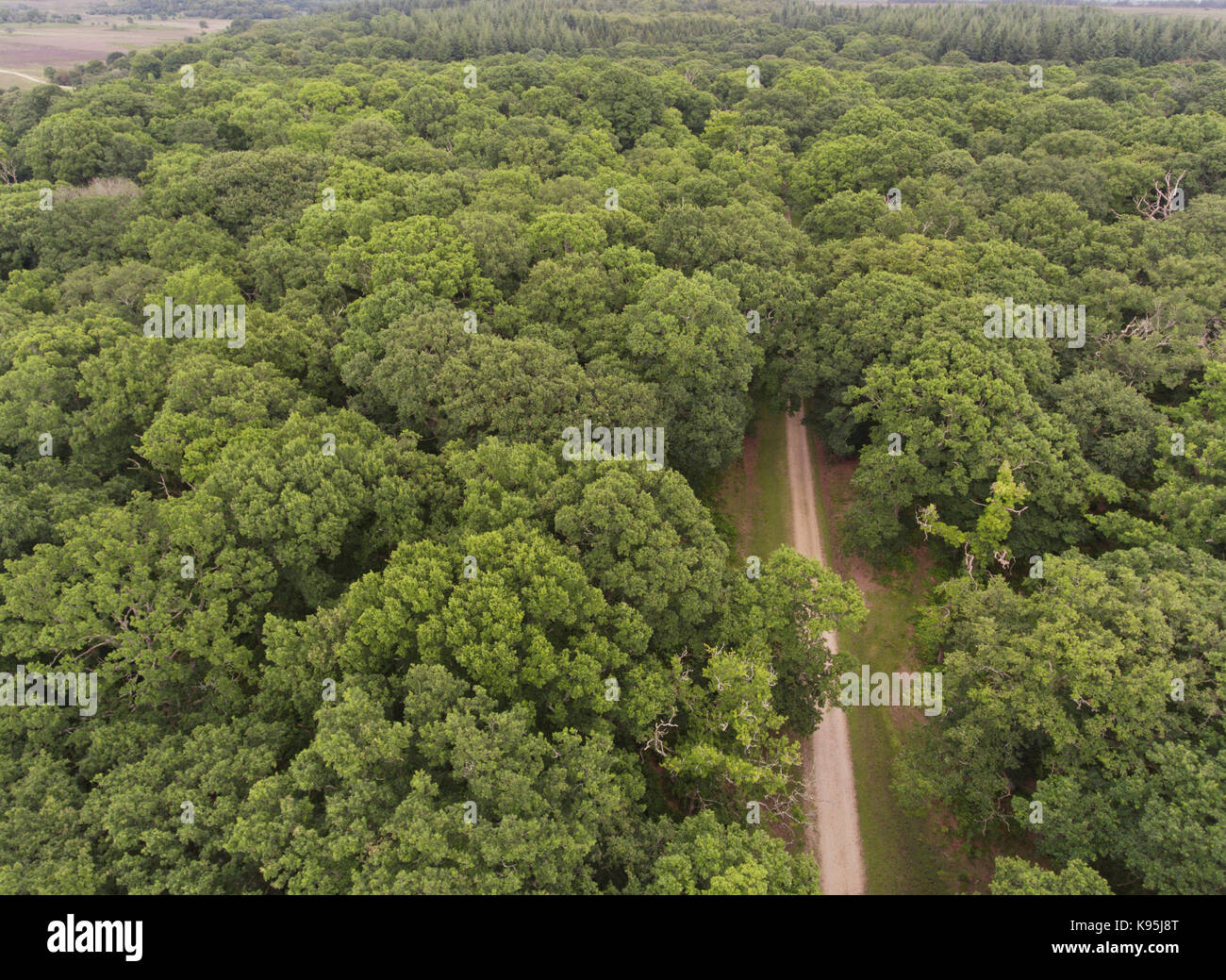 Aerial view of a walking path in the middle of green oak woodland in New Forest, United Kingdom . Stock Photo