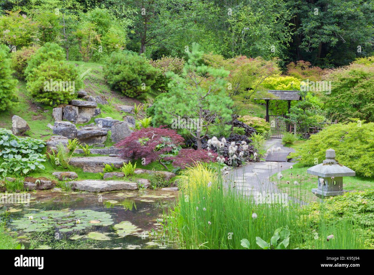 Oriental style rock garden with a small pond, stone lantern surrounded by pine, conifer, maple trees and shrubs . Stock Photo