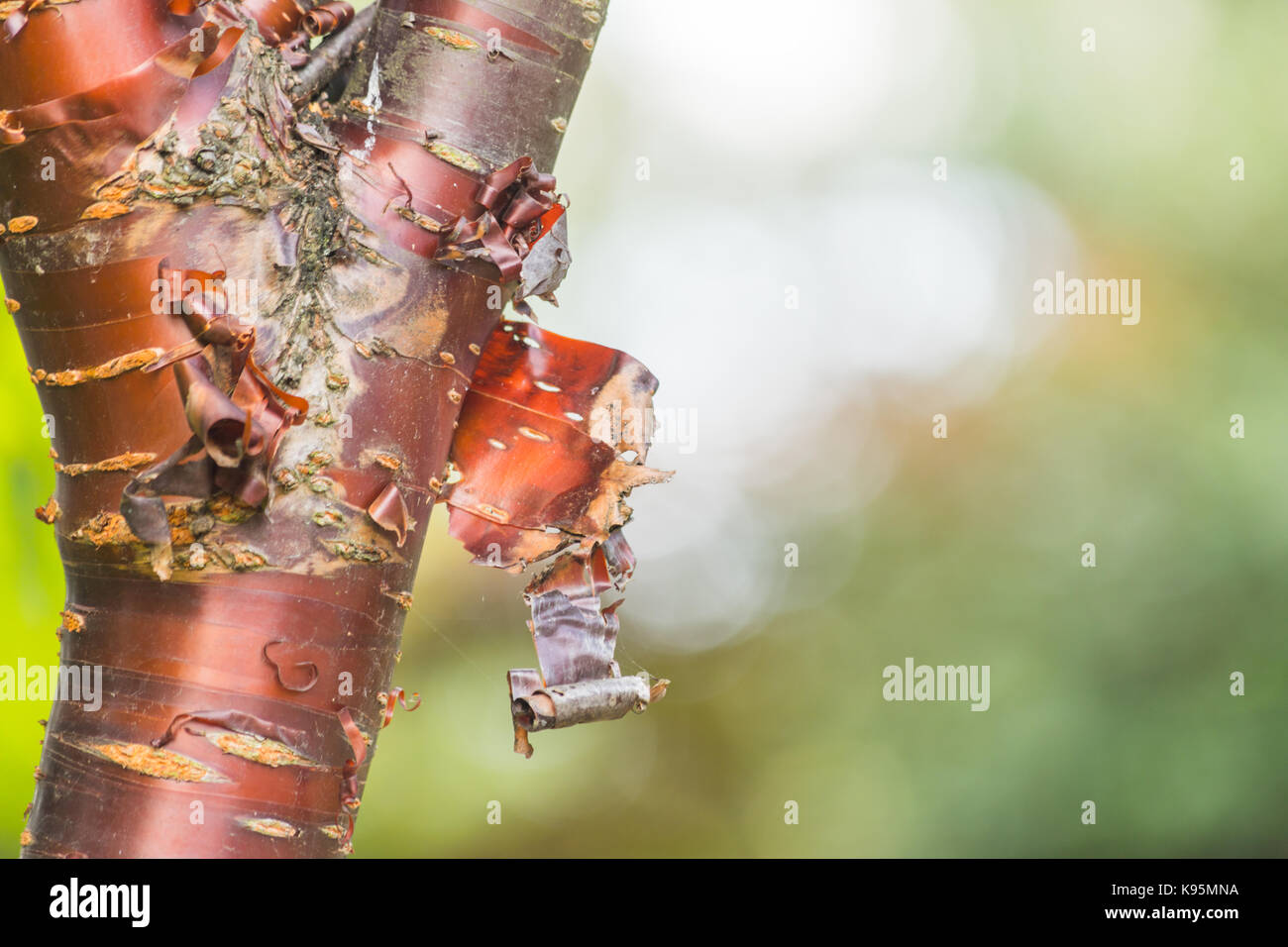 Paper bark cherry tree hi-res stock photography and images - Alamy