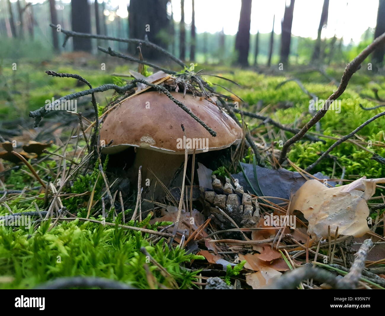 mushrooms in moss gren forest Stock Photo