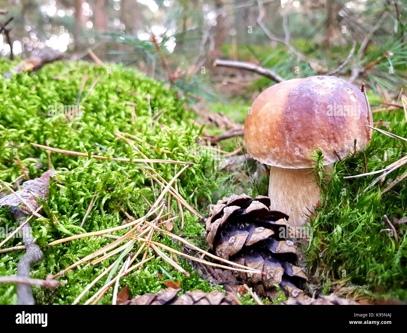 mushrooms in moss gren forest Stock Photo
