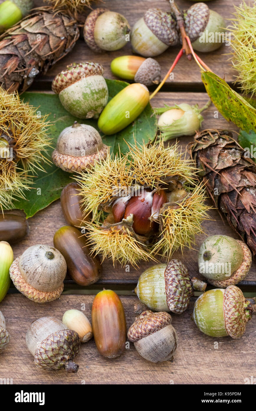 Collection of nuts and seeds. Acorns, Chestnuts, and cones on a wooden table. Stock Photo