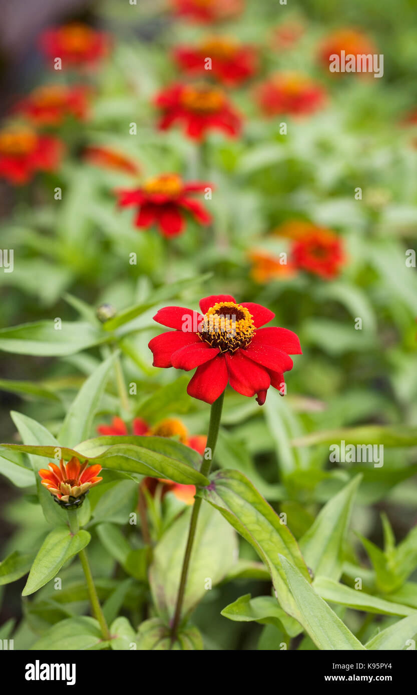 Zinnia zany scarlet hires stock photography and images Alamy