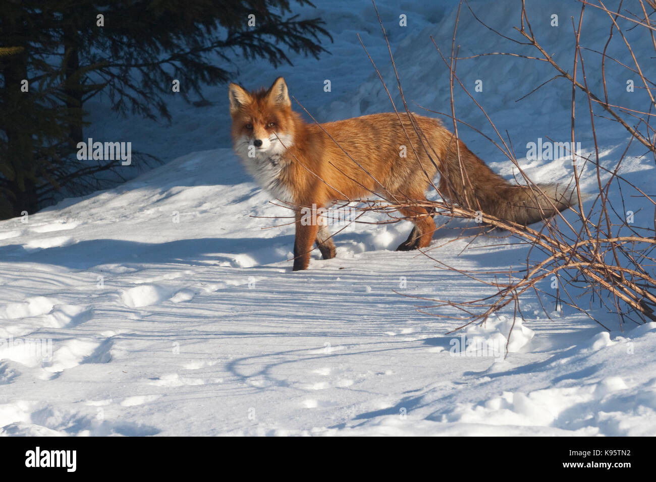 The red fox (Vulpes vulpes Stock Photo - Alamy