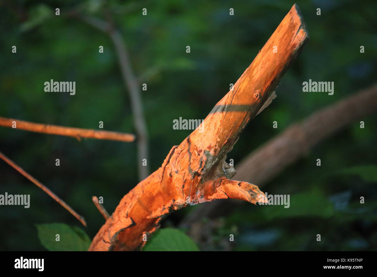 A branch in the evening sun Stock Photo