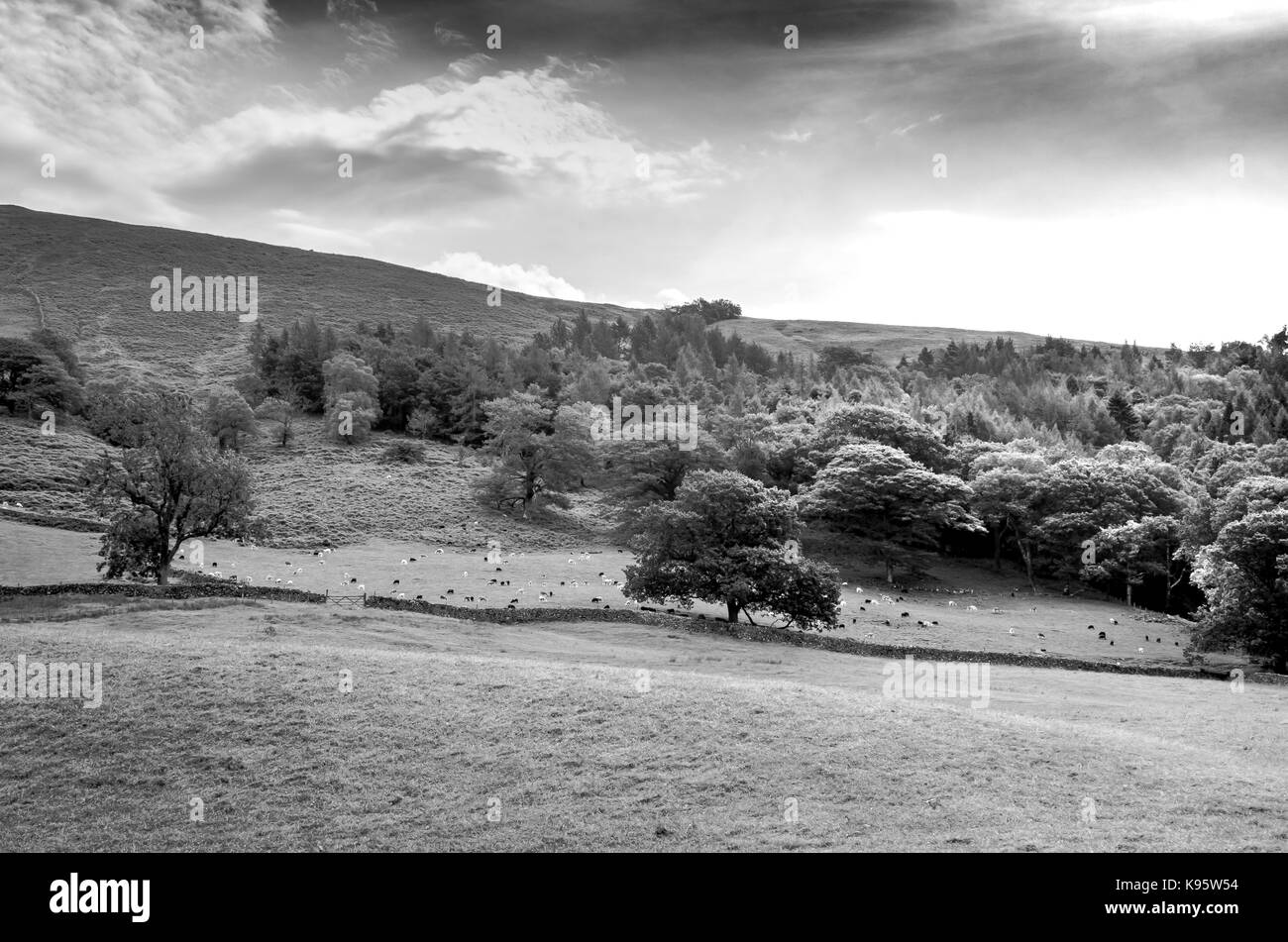 Farm animals in the English countryside of the Lake District in black and white Stock Photo