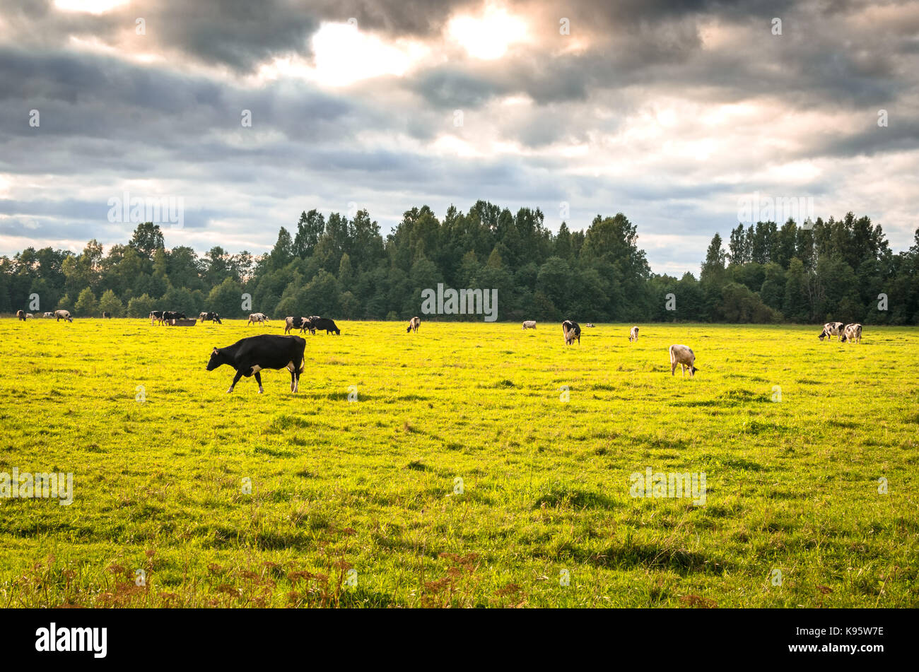Cows feeding in the countryside under a cloudy sky Stock Photo