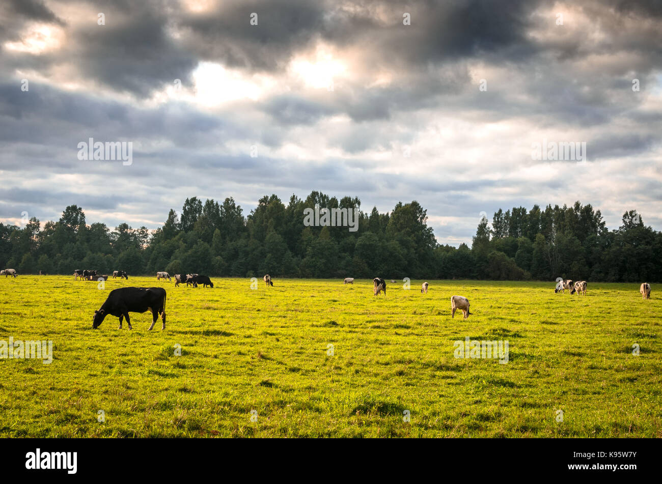 Herd of cattle grazing in a field Stock Photo