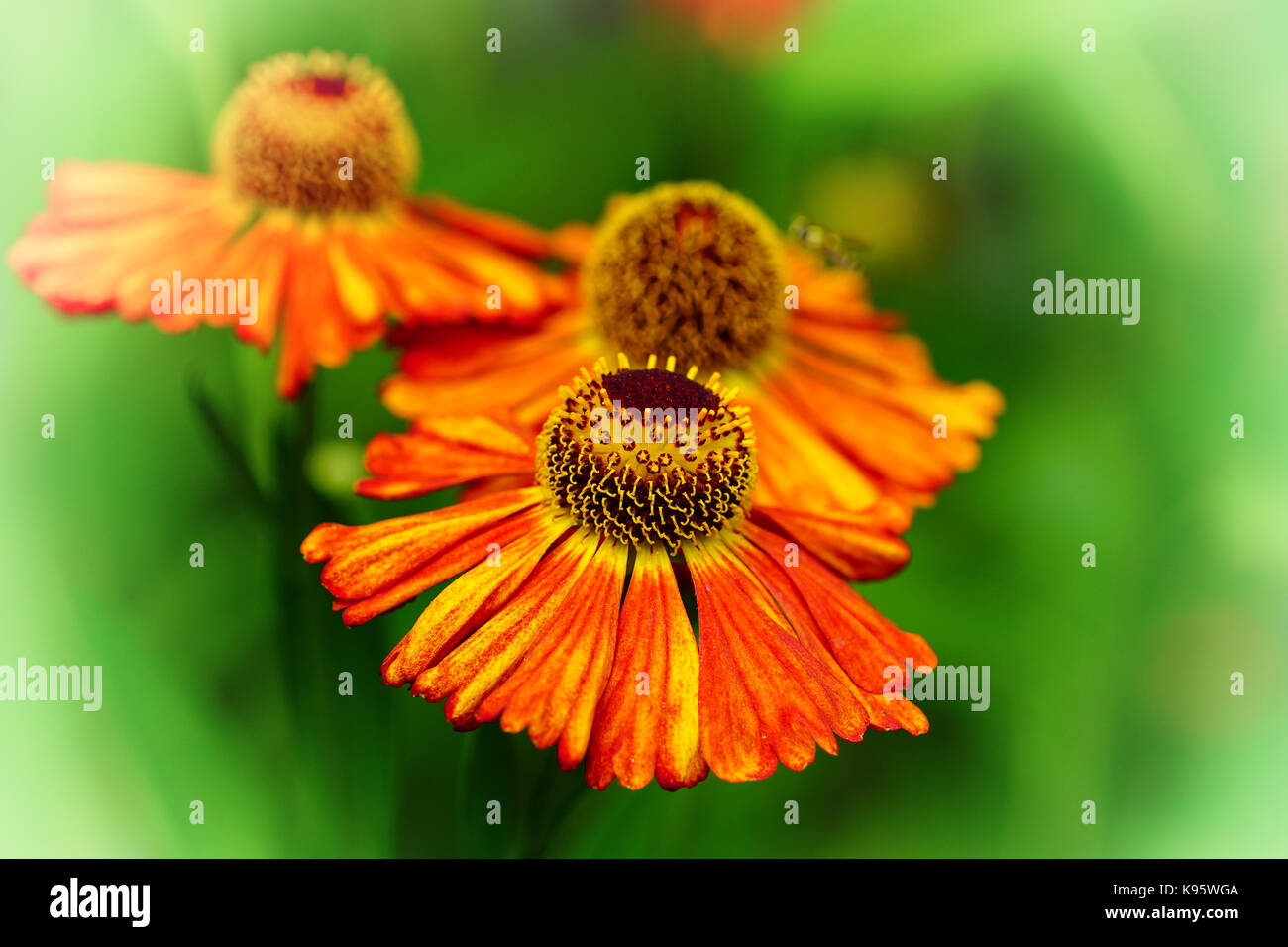 Helens Flower (Helenium), flowers of summertime Stock Photo - Alamy