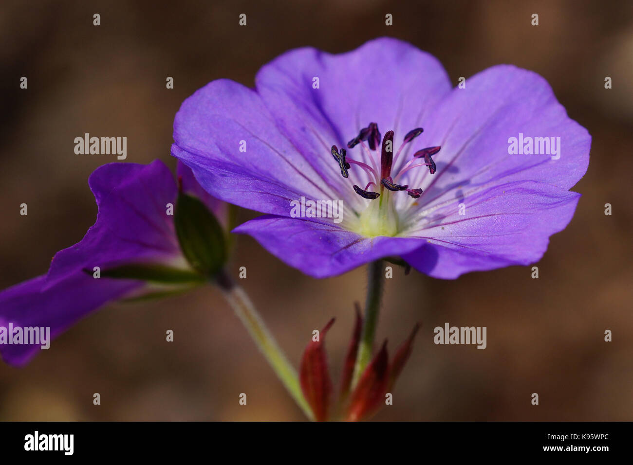 Ashy Cranesbill (Geranium cinereum), flowers of summer Stock Photo