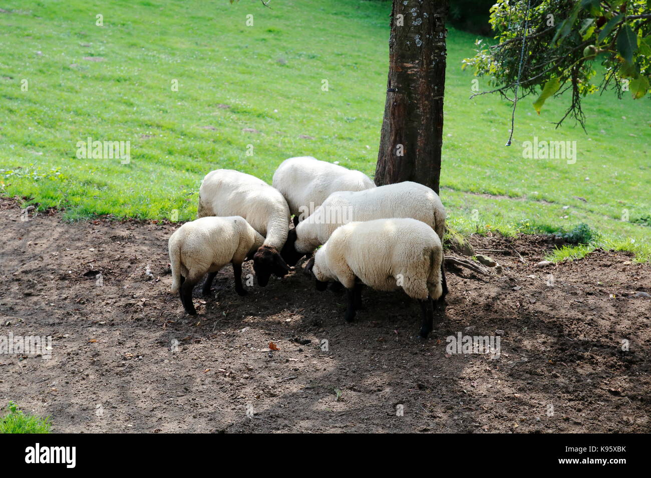Gruppe Schafe auf der Weide Stock Photo