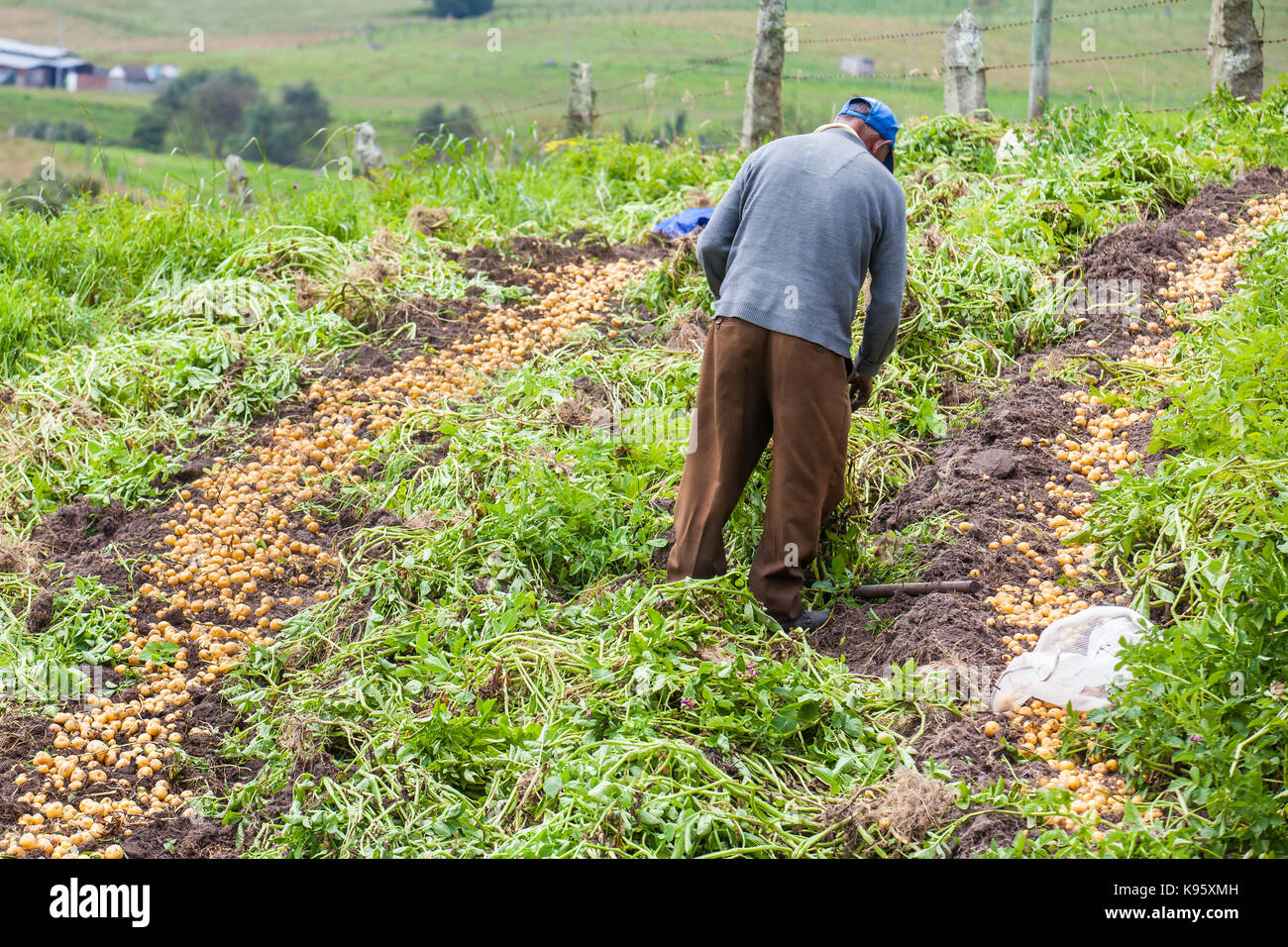Workers harvesting yellow potato (Solanum phureja) Stock Photo