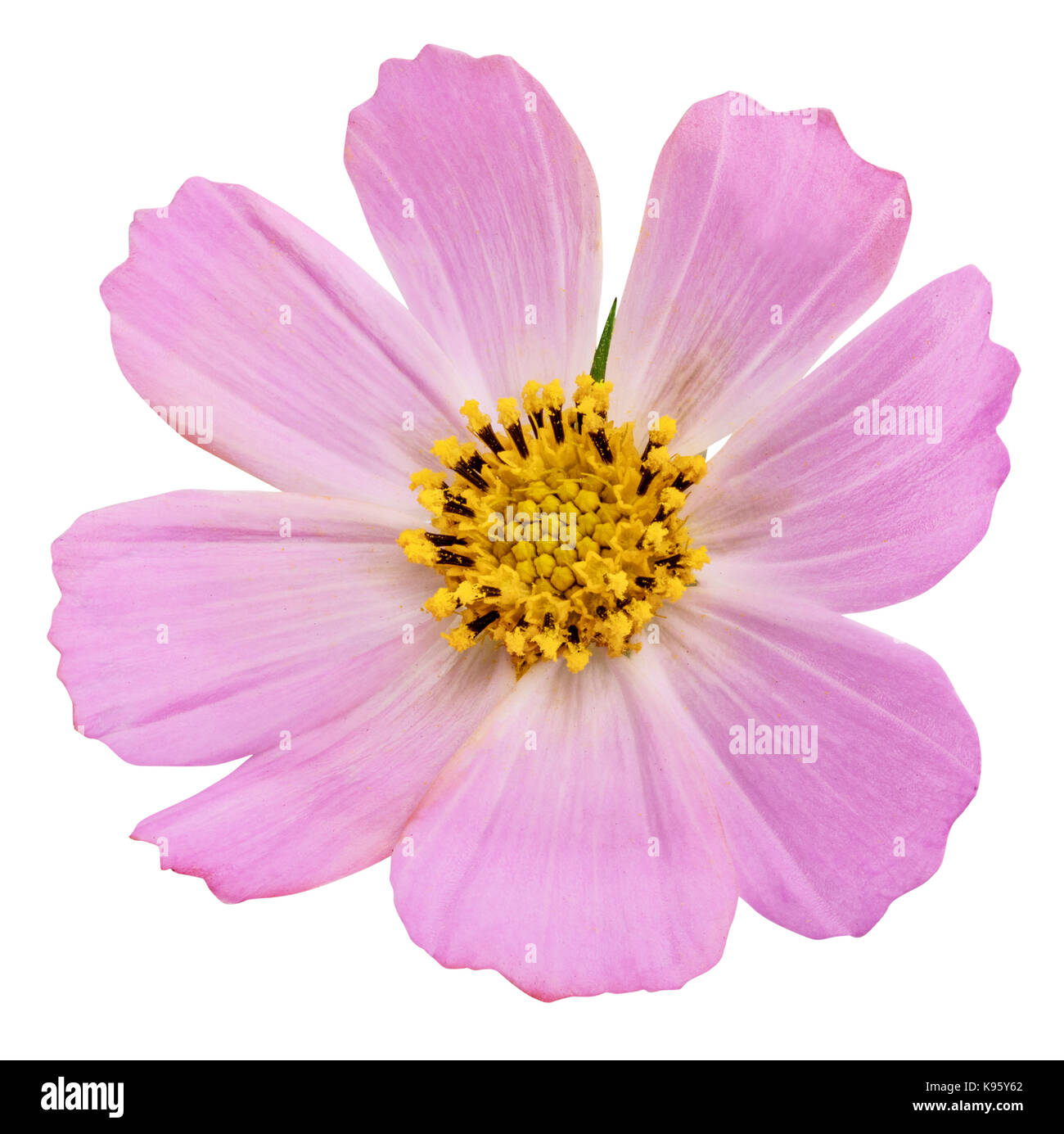 Pink daisy flower isolated on white background with clipping path Stock ...