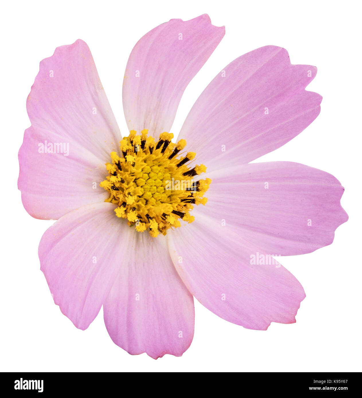 Pink daisy flower isolated on white background with clipping path Stock ...