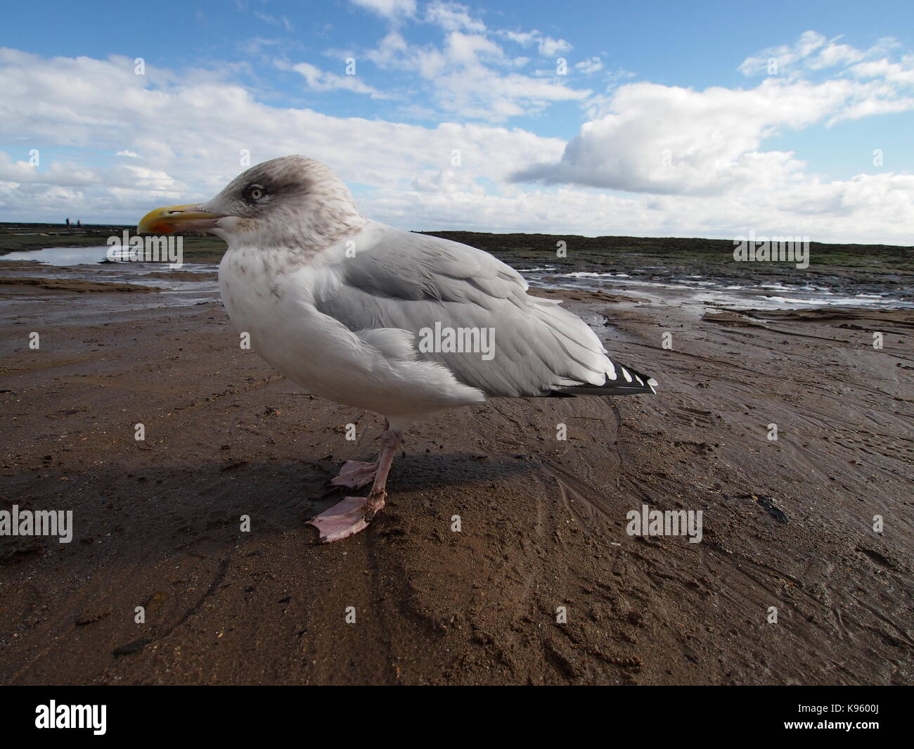 Herring Gull at Robin Hoods Bay, North Yorkshire Stock Photo