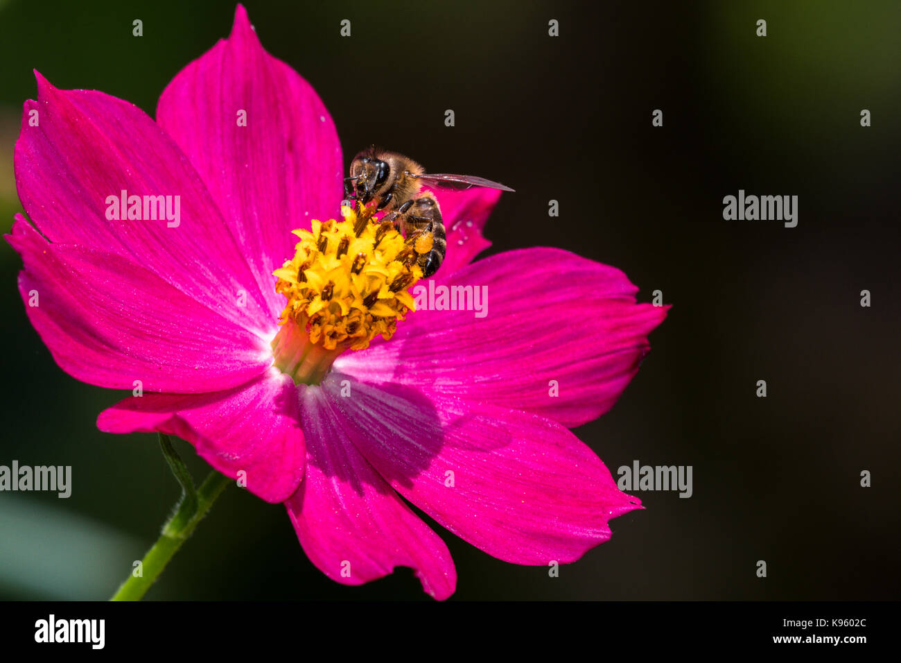 Bee on a purple flower Stock Photo