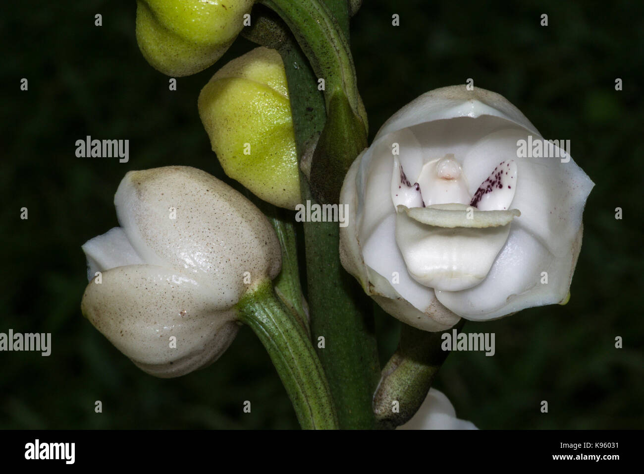 Holy Ghost orchid, dove orchid or flower of the Holy Spirit in English, and, as the flor del Espiritu Santo in Spanish Stock Photo