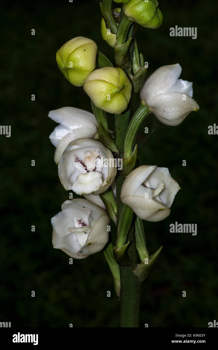 Holy Ghost orchid, dove orchid or flower of the Holy Spirit in English, and, as the flor del Espiritu Santo in Spanish Stock Photo