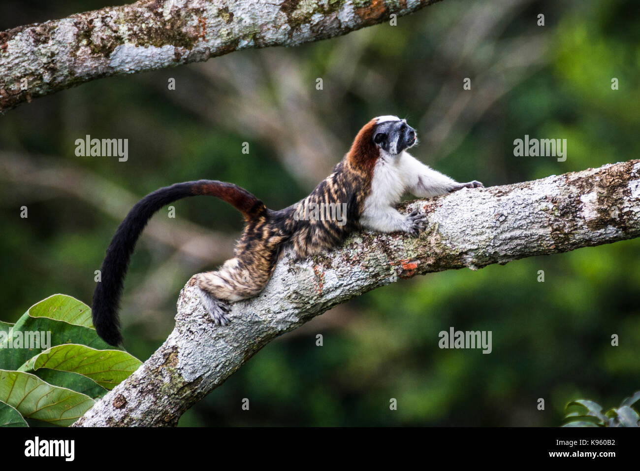 The Geoffroy's tamarin (Saguinus geoffroyi) is a small monkey found in  Panama and Colombia Stock Photo - Alamy